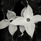 White Flowers
